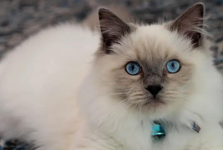 قطة سيامي بعيون زرقاء